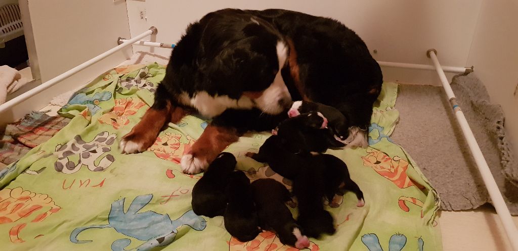 Chiots de la portée du 12/03/2019