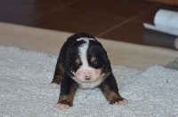 CHIOT Blanc
